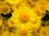 Thumbnail Yellow Daisy Hobart Tasmania ( High Resolution) Thumbnail Yellow Daisy Hobart Tasmania ( High Resolution)