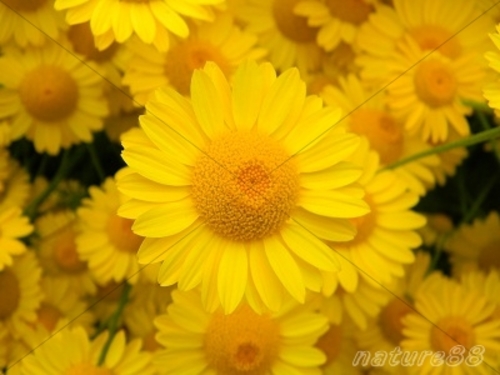 Product picture Yellow Daisy Hobart Tasmania ( High Resolution)