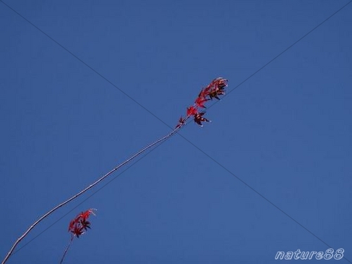 Product picture Red Leaves and Blue Sky ( High Resolution )