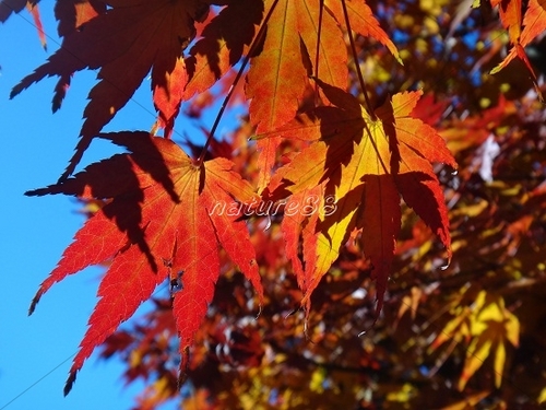 Product picture Red Leaves - Golden Autumn Sydney Australia